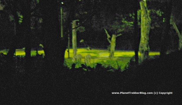Night Safari - 13