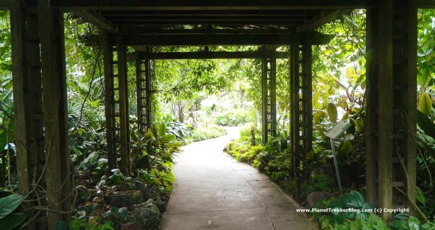 National Orchid Garden - 1