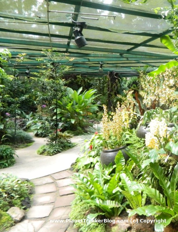 National Orchid Garden - 13