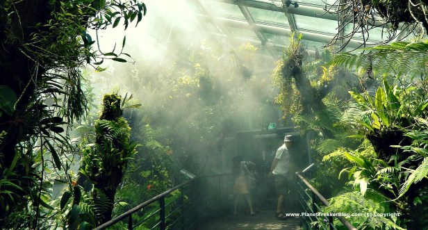 National Orchid Garden - 7