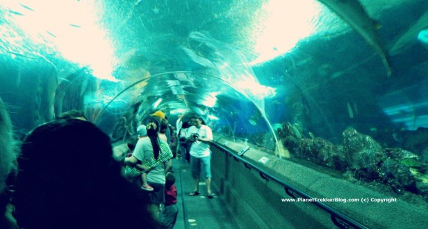 Underwater World - 3