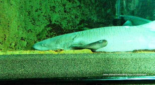 Underwater World - 4