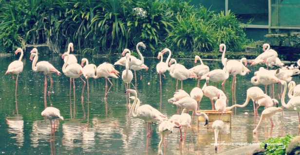 Jurong Bird Park 15