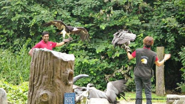 Jurong Bird Park 16