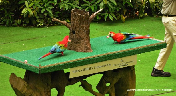 Jurong Bird Park 24