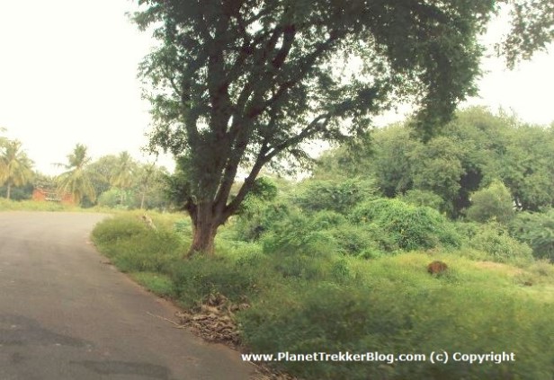 bangalore-to-pondicherry-12