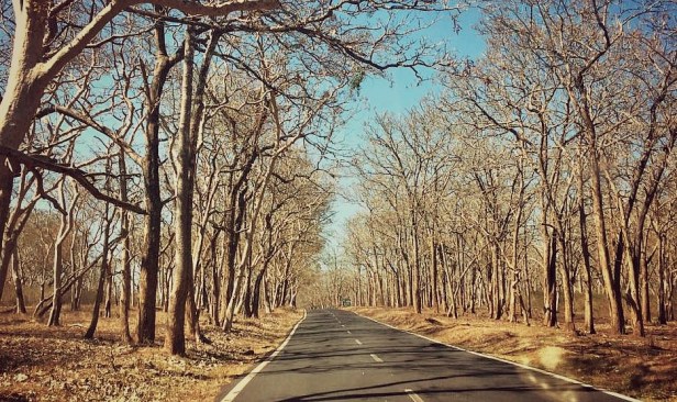 Bandipur Tiger Reserve
