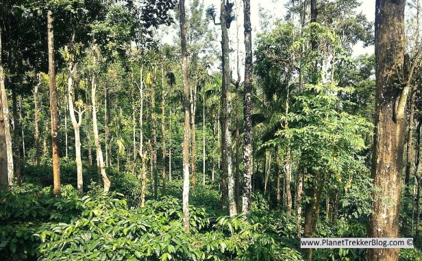 wayanad 1