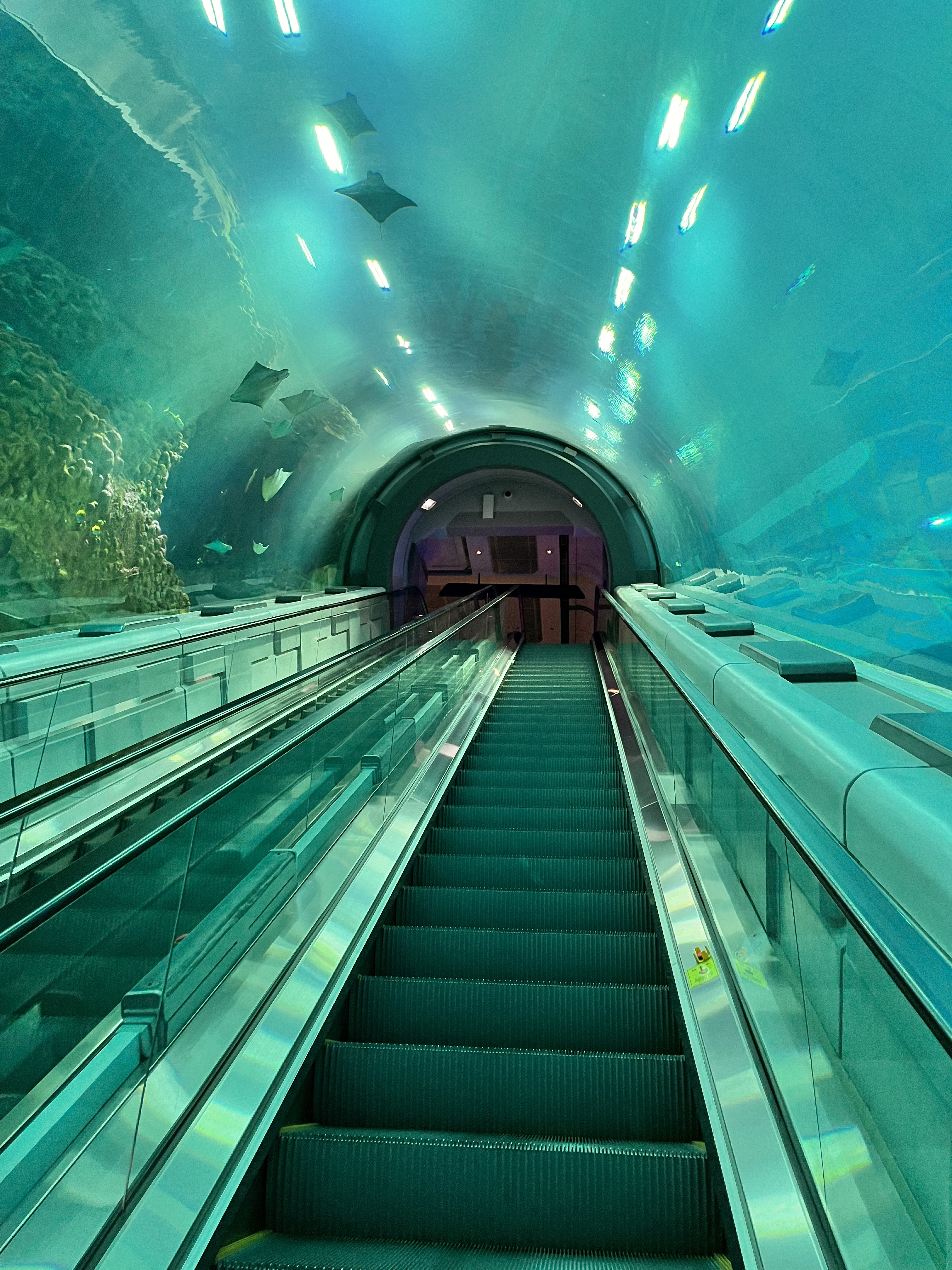 A Day Trip from Dubai to Yas Island: Warner Bros. and SeaWorld ...